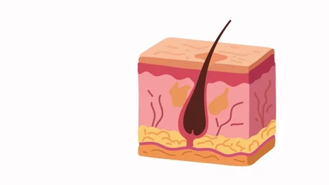 Animation skin tissue layers showing hair follicle embedded structure Stock Footage 335701766