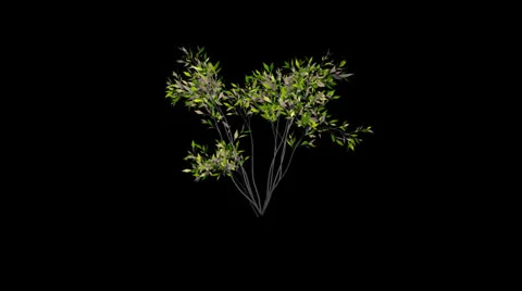 Animation small bush Stock Footage 22611979