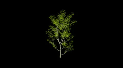 Animation Small Tree Stock Footage 23017567