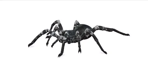 Animation of Spider from another side on white background Stock Footage 133370990