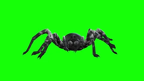 Animation of Spider from the front on green background Stock Footage 133370988