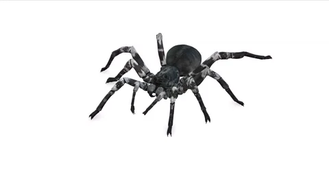 Animation of Spider from the front on white background Stock Footage 133370781