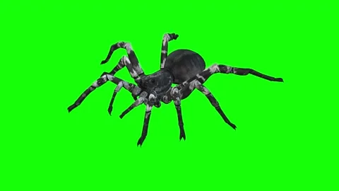 Animation spider on green background Stock Footage 133370824