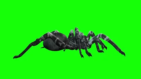 Animation of Spider from the side on green background Video stock 133370764
