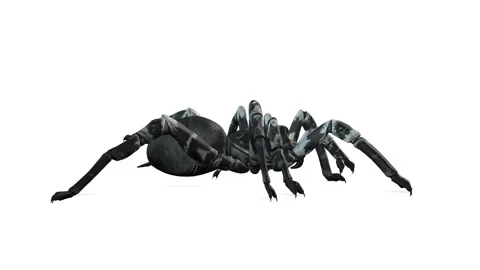 Animation of Spider from the side on white background Stock Footage 133370771
