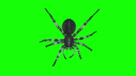 Animation of Spider from the top on green background Stock Footage 133370898