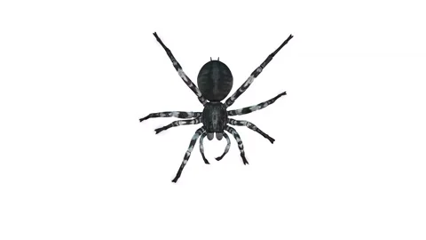 Animation of Spider from the top on white background Stock Footage 133370887