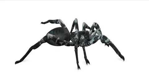Animation of Spider walking slowly on the side on white background Stock Footage 133371048