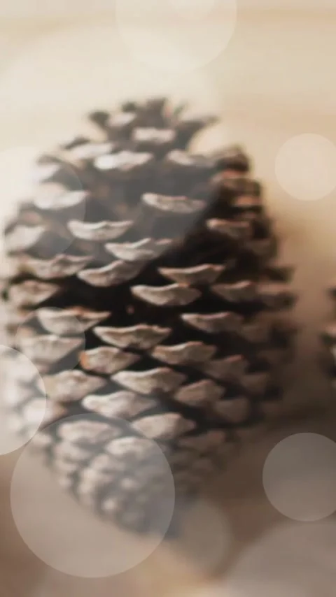 Animation of spots of light over christmas pine cones decorations Stock Footage 343901823