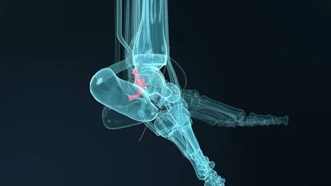 Animation starting 3D foot model plantarflexing and inverting in lab showing red Vídeos de archivo 346154904