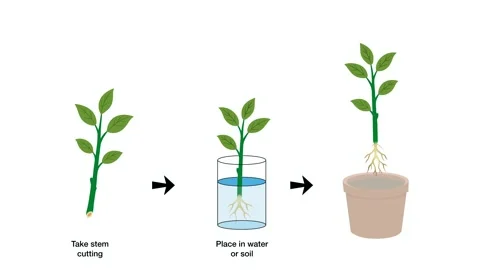 Animation stem cutting method, step from taking parent shoot to rooting in water Stock Footage 338279550