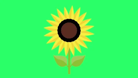 Animation sunflower on green screen. Stock Footage 263169210