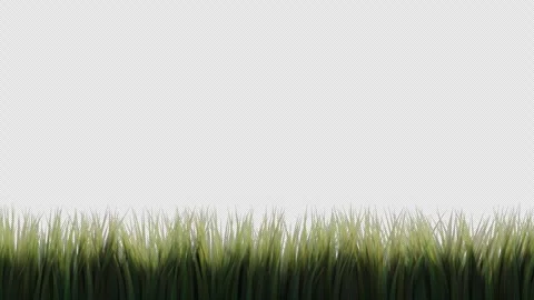 Animation of tall grass on a transparent background with an alpha channel. Stock Footage 265959479