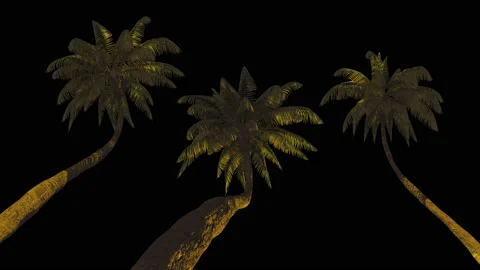 Animation of three different palm tree for keying. Stock-Footage 124709299