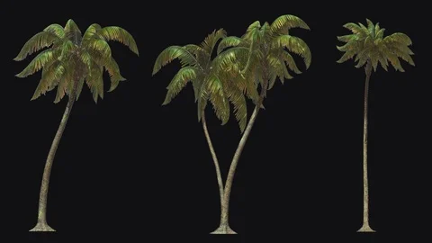 Animation of three different palm tree for keying. Stock Footage 125329447