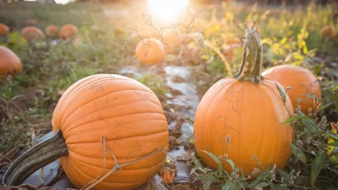 Animation of trails spinning over pumpkins patch Video stock 156434688