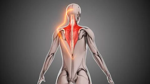 Animation of the trapezius muscles Stock Illustration