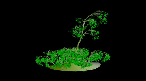 Animation Tree Stock Footage 23354241