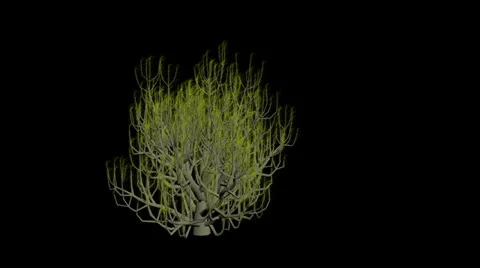 Animation Tree Stock Footage 23354431