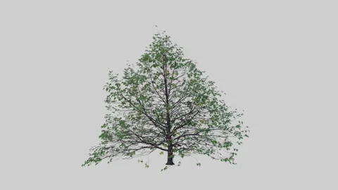 Animation tree on white background Video stock 148639747