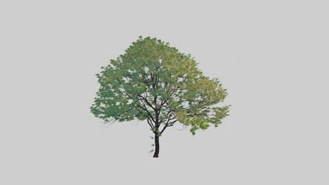 Animation tree on white background Video stock 148641464