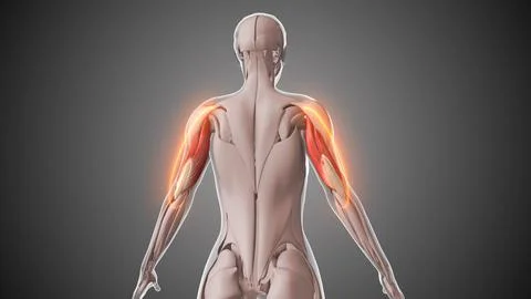 Animation of the triceps muscles Illustrazione stock