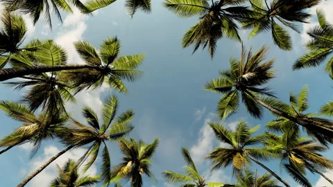 Animation of a tropical forest from palm trees bottom view Stock Footage 156473633