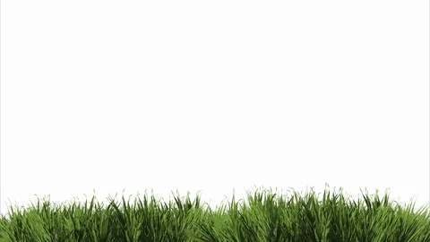 Animation of a very real grass in the wind on a white background Stock Footage 129086277
