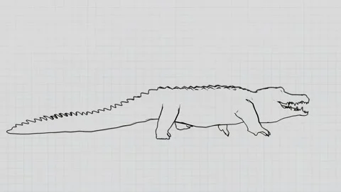 Animation of a walking crocodile, caiman on a notebook background. Stock Footage 144268426