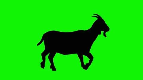 Animation of a walking goat on a chromakey background. Stock Footage 144314944