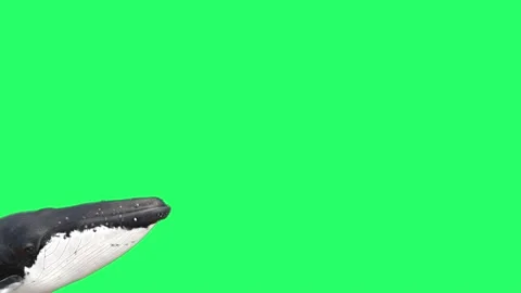 Animation whale isolate on green background. Stock Footage 234693670