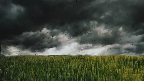 Animation of a wheat field under a dark stormy sky with birds flying. Stock Footage 310742957