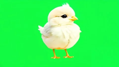 Animation white chick cute tiny on green screen. Stock Footage 281267953