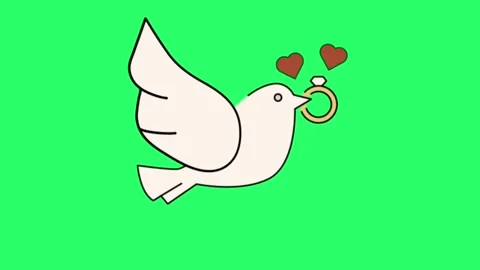 Animation white dove on green background. Stock Footage 259603634