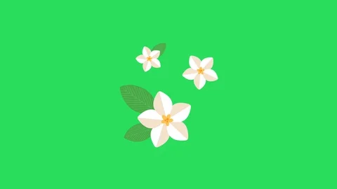 Animation White Flower on green background Stock Footage 128625972