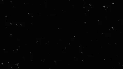 Animation of white fluff of dandelion flying down on black background. Stock Footage 116809869
