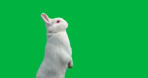 Animation of white rabbit on transparent... | Stock Video | Pond5