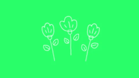 Animation white simple lines shape flower isolate on green background. 	 Stock Footage 252239737