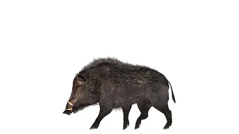 Animation of a wild boar in background white Stock Footage 121880000