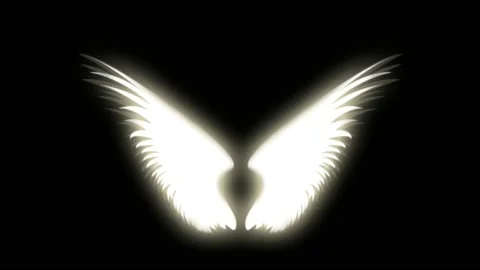 Animation wings isolate on black background. Stock Footage 169142428