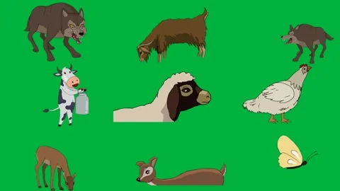 Animation wolf green screen goat eating grass white background chicken. Stock Footage 310563382