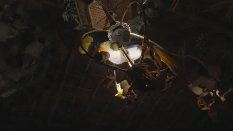 Animatronic bird rotating in hut environment Stock Footage 239109805