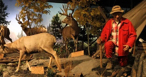 Animatronic hunter at mountain camp trophy deer wildlife 4K Stock Footage 103232084