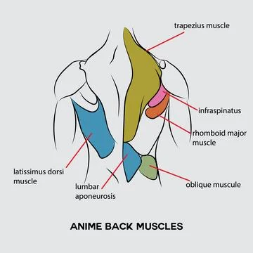 Anime muscles. Stock Illustration