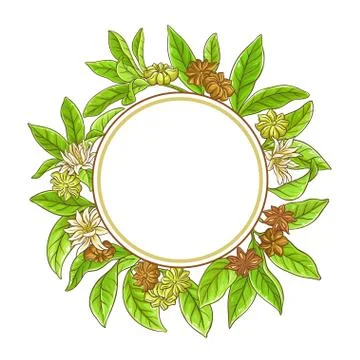 Anise branches frame Stock Illustration