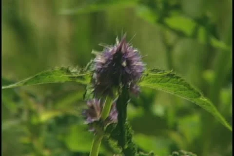 Anise Hysop 库存影片 11711545