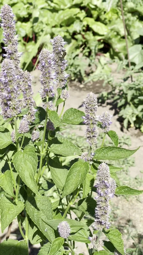 Anise Hyssop Stock Footage 319403160