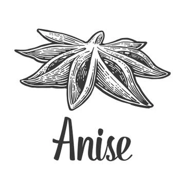 Anise Stock Illustration
