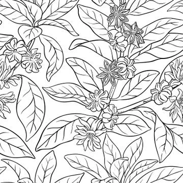 Anise seamless pattern Stock Illustration