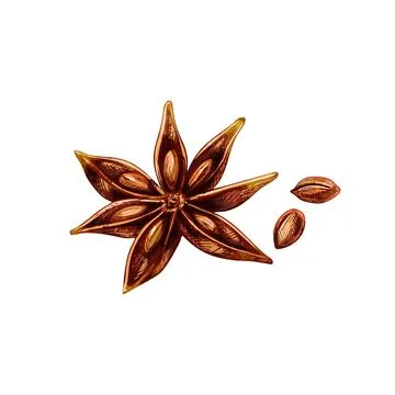 Anise spice fruit with seed. Vector vintage engraved Stock Illustration